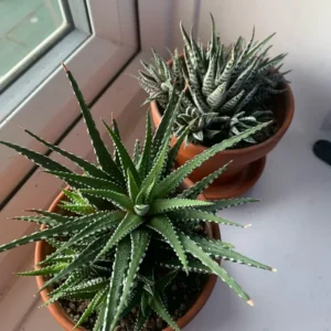 Haworthia Fasciata Cape Town Plant, Aloe House Plant, 4'' Pot, Rare Succulent