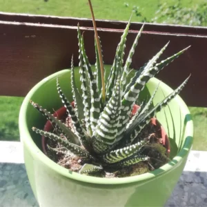 Haworthia Fasciata Cape Town Plant, Aloe House Plant, 4'' Pot, Rare Succulent