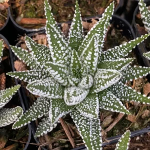 Haworthia Fasciata Succulent Plant - 2 Inch Pot - Live Indoor Outdoor Plant