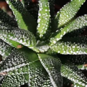 Haworthia Fasciata Succulent Plant - 2 Inch Pot - Live Indoor Outdoor Plant