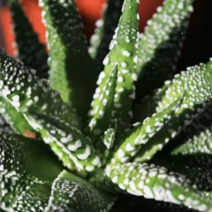 Haworthia Fasciata Succulent Plant - 2 Inch Pot - Live Indoor Outdoor Plant