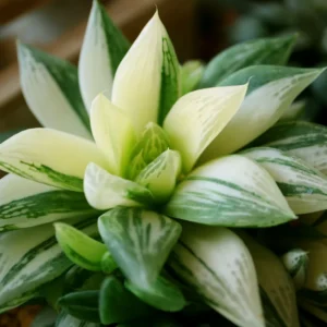 Haworthia Retusa Succulent - 2 Inch Live Plant - Indoor/Outdoor Decor