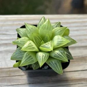 Haworthia Retusa Succulent - 2 Inch Live Plant - Indoor/Outdoor Decor