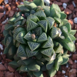 Haworthia Retusa Succulent - 2 Inch Live Plant - Indoor/Outdoor Decor