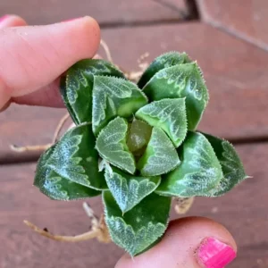 Haworthia Retusa Succulent - 2 Inch Live Plant - Indoor/Outdoor Decor