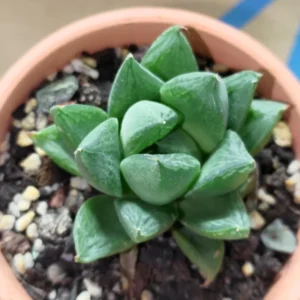 Haworthia Retusa Succulent - 2 Inch Live Plant - Indoor/Outdoor Decor