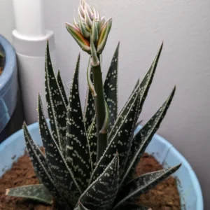 Haworthia Succulent Plant - 2 Inch Live Plant - Indoor/Outdoor - Black Aloe