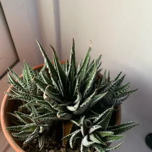 Haworthia Succulent Plant - 2 Inch Live Plant - Indoor/Outdoor - Black Aloe