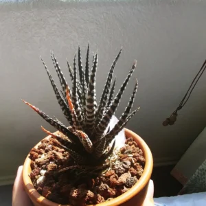 Haworthia Succulent Plant - 2 Inch Live Plant - Indoor/Outdoor - Black Aloe