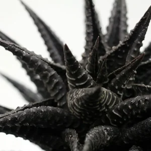 Haworthia Succulent Plant - 2 Inch Live Plant - Indoor/Outdoor - Black Aloe