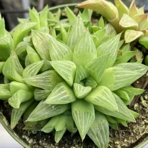 Haworthia Succulent Plant Live - 2 Inch Potted Air Purifier