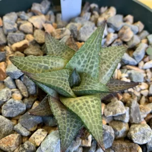 Haworthia Succulent Plant Live - 2 Inch Potted Air Purifier
