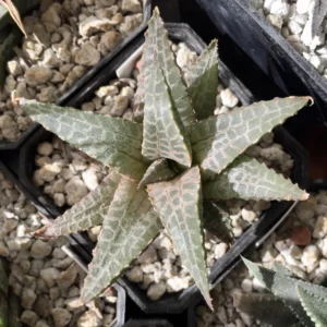 Haworthia Tessellata Succulent Plant - 2 Inch Pot - Indoor/Outdoor Decor