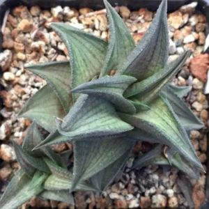 Haworthia Tessellata Succulent Plant - 2 Inch Pot - Indoor/Outdoor Decor