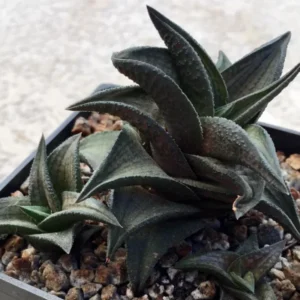 Haworthia Tessellata Succulent Plant - 2 Inch Pot - Indoor/Outdoor Decor