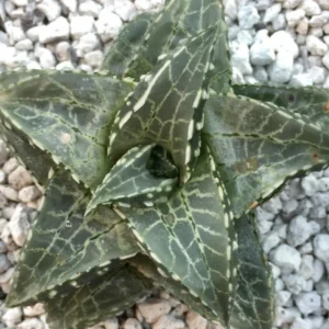 Haworthia Tessellata Succulent Plant - 2 Inch Pot - Indoor/Outdoor Decor