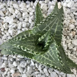 Haworthia Tessellata Succulent Plant - 2 Inch Pot - Indoor/Outdoor Decor