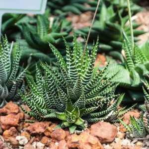 Haworthia Zebra Succulent Plant - 2 Inch Pot - Live Indoor/Outdoor Plant