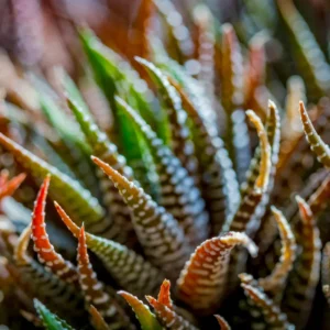 Haworthia Zebra Succulent Plant - 2 Inch Pot - Live Indoor/Outdoor Plant