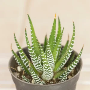 Haworthia Zebra Succulent Plant - 2 Inch Pot - Live Indoor/Outdoor Plant