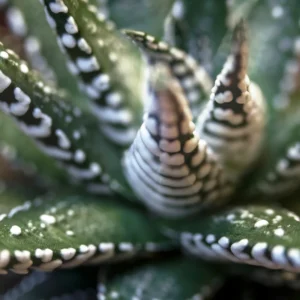 Haworthia Zebra Succulent Plant - 2 Inch Pot - Live Indoor/Outdoor Plant