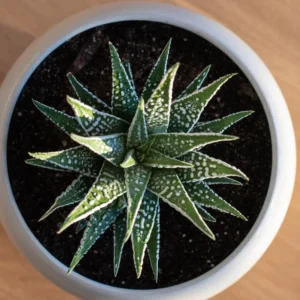 Haworthia Zebra Succulent Plant - 2 Inch Pot - Live Indoor/Outdoor Plant