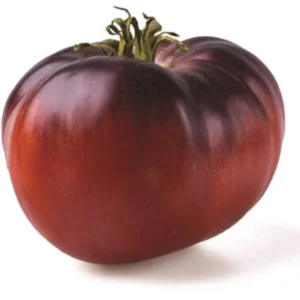 Heirloom Purple Tomato Plant Live 5-9 Inches Tall for Indoor Outdoor