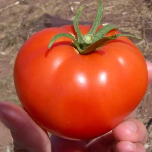 Heirloom Tomato Plants Live - Big Red Vegetables 5-9 Inches