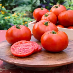 Heirloom Tomato Plants Live - Big Red Vegetables 5-9 Inches