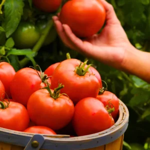 Heirloom Tomato Plants Live - Big Red Vegetables 5-9 Inches