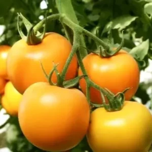 Heirloom Yellow Tomato Plants - 2 Live Starter Plants - Indoor Outdoor