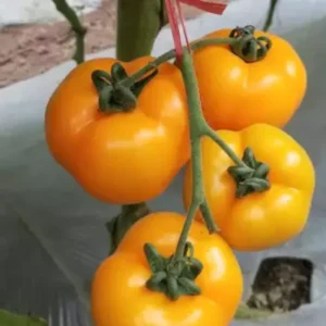 Heirloom Yellow Tomato Plants - 2 Live Starter Plants - Indoor Outdoor
