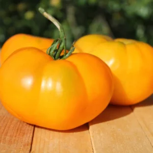 Heirloom Yellow Tomato Plants - 2 Live Starter Plants - Indoor Outdoor