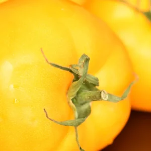 Heirloom Yellow Tomato Plants - 2 Live Starter Plants - Indoor Outdoor