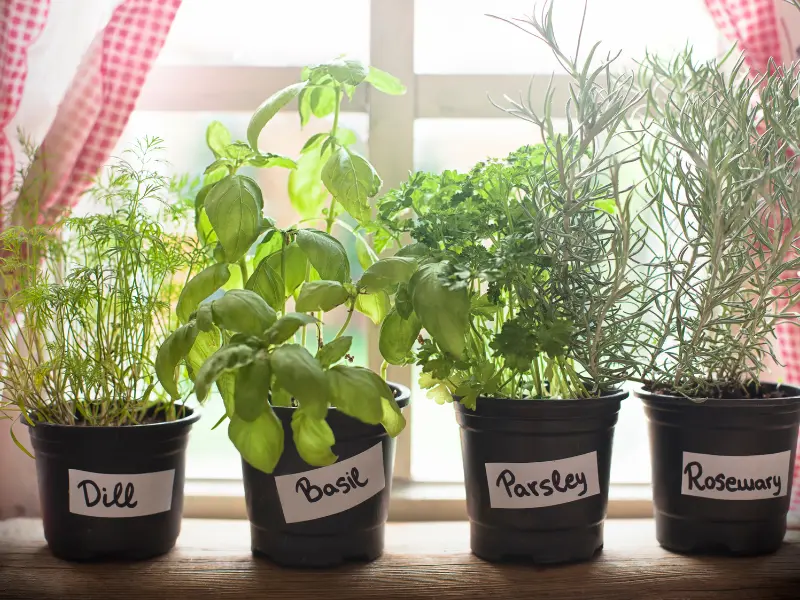 Herb Garden Kit in Pastel Pots