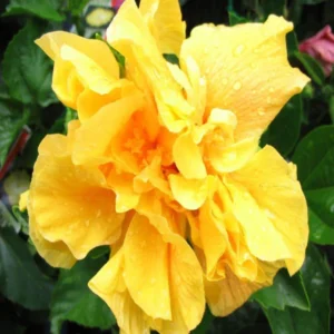 Hibiscus Live Plant - 5-9" Hardy Hibiscus Flowers Plant - Garden Ready