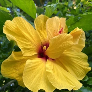 Hibiscus Live Plant - 5-9" Hardy Hibiscus Flowers Plant - Garden Ready