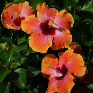 Hibiscus Plant Live Clump - 8-12 Inch Hardy Hibiscus Tree - Flowering Plant