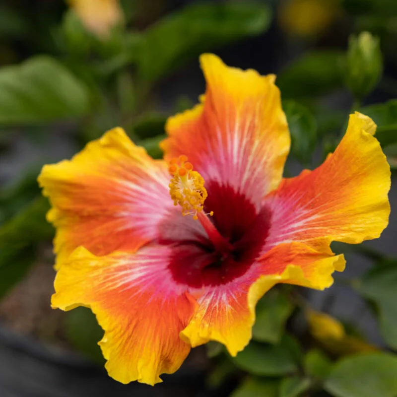 Hibiscus Plant Live Clump - 8-12 Inch Hardy Hibiscus Tree - Flowering Plant