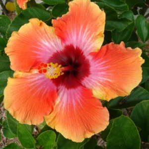 Hibiscus Plant Live Clump - 8-12 Inch Hardy Hibiscus Tree - Flowering Plant