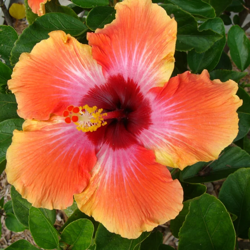 Hibiscus Plant Live Clump - 8-12 Inch Hardy Hibiscus Tree - Flowering Plant