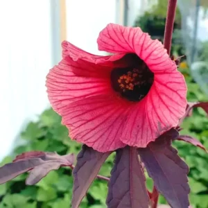 Hibiscus Plants Live, 2 Cranberry & Pink, 4-6 Inch, Outdoor/Indoor Flowers
