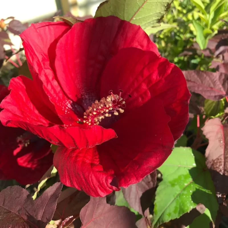 Hibiscus Plants Live, 2 Cranberry & Pink, 4-6 Inch, Outdoor/Indoor Flowers