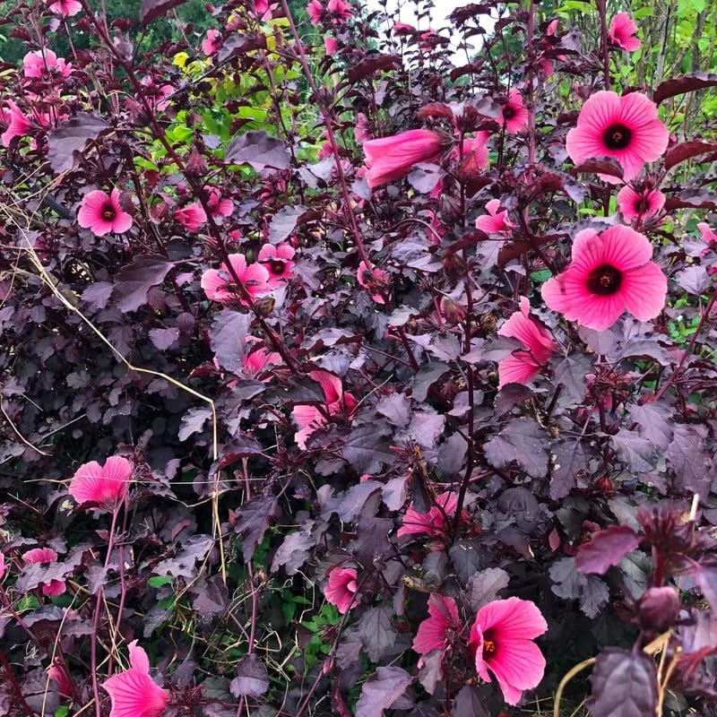 Hibiscus Plants Live, 2 Cranberry & Pink, 4-6 Inch, Outdoor/Indoor Flowers