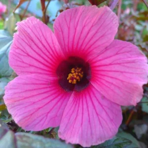 Hibiscus Plants Live, 2 Cranberry & Pink, 4-6 Inch, Outdoor/Indoor Flowers