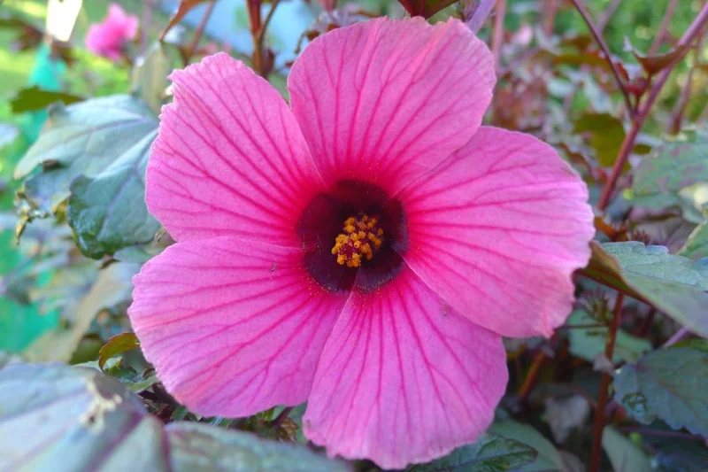 Hibiscus Plants Live, 2 Cranberry & Pink, 4-6 Inch, Outdoor/Indoor Flowers