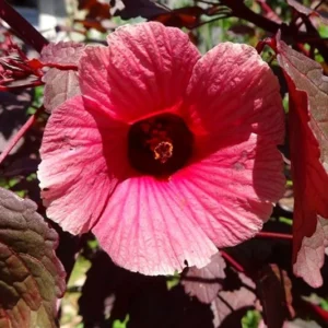Hibiscus Plants Live, 2 Cranberry & Pink, 4-6 Inch, Outdoor/Indoor Flowers