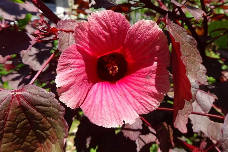 Hibiscus Plants Live, 2 Cranberry & Pink, 4-6 Inch, Outdoor/Indoor Flowers