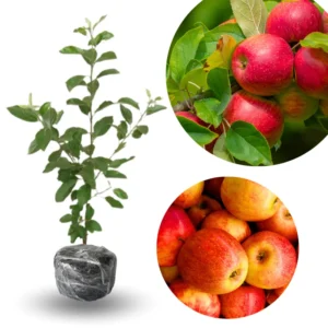 Honeycrisp Apple Tree Plant - Indoor/Outdoor - 24-30 Inches - Red