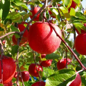Honeycrisp Apple Tree Plant - Indoor/Outdoor - 24-30 Inches - Red